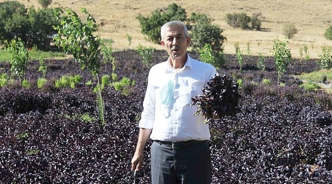 ŞİFA KAYNAĞI.. ŞİMDİ DE MARMELAT VE SALÇASI YAPILIYOR..