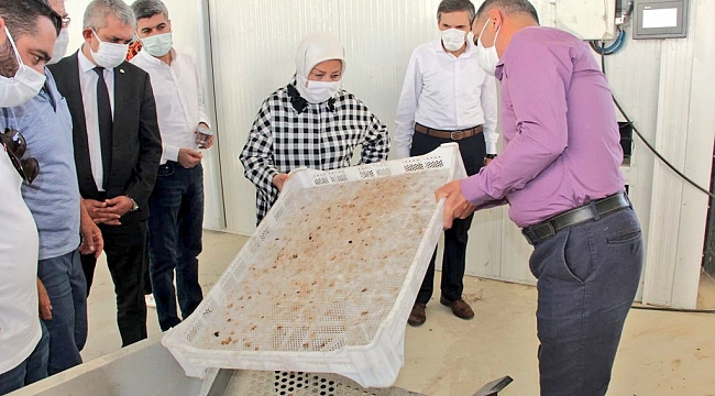 Çalık: Kayısıdaki kükürt sorununu “Kükürtleme Tesisi” çözecek