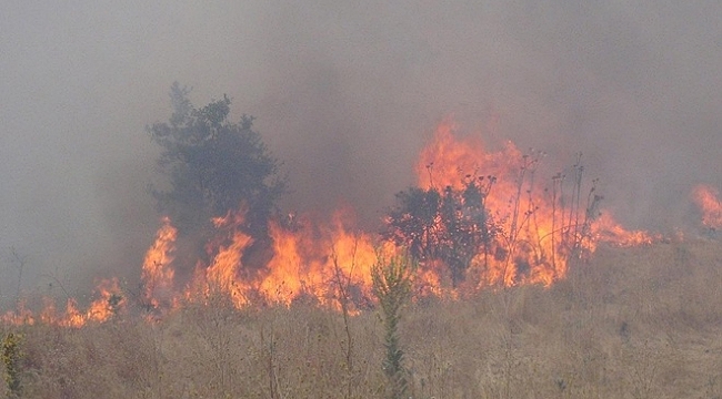 Karadeniz’deki yangınlar kontrol altına alındı