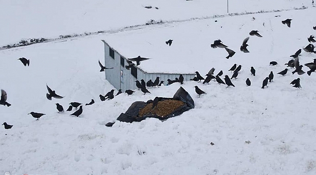 Malatya'da sokak hayvanları unutulmadı